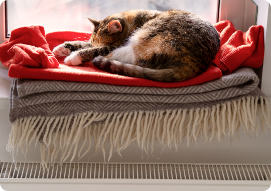 Cat resting on top of heater