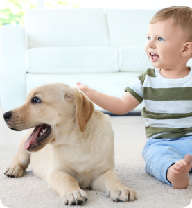 Pets and babies enjoying evaporative cooling at home